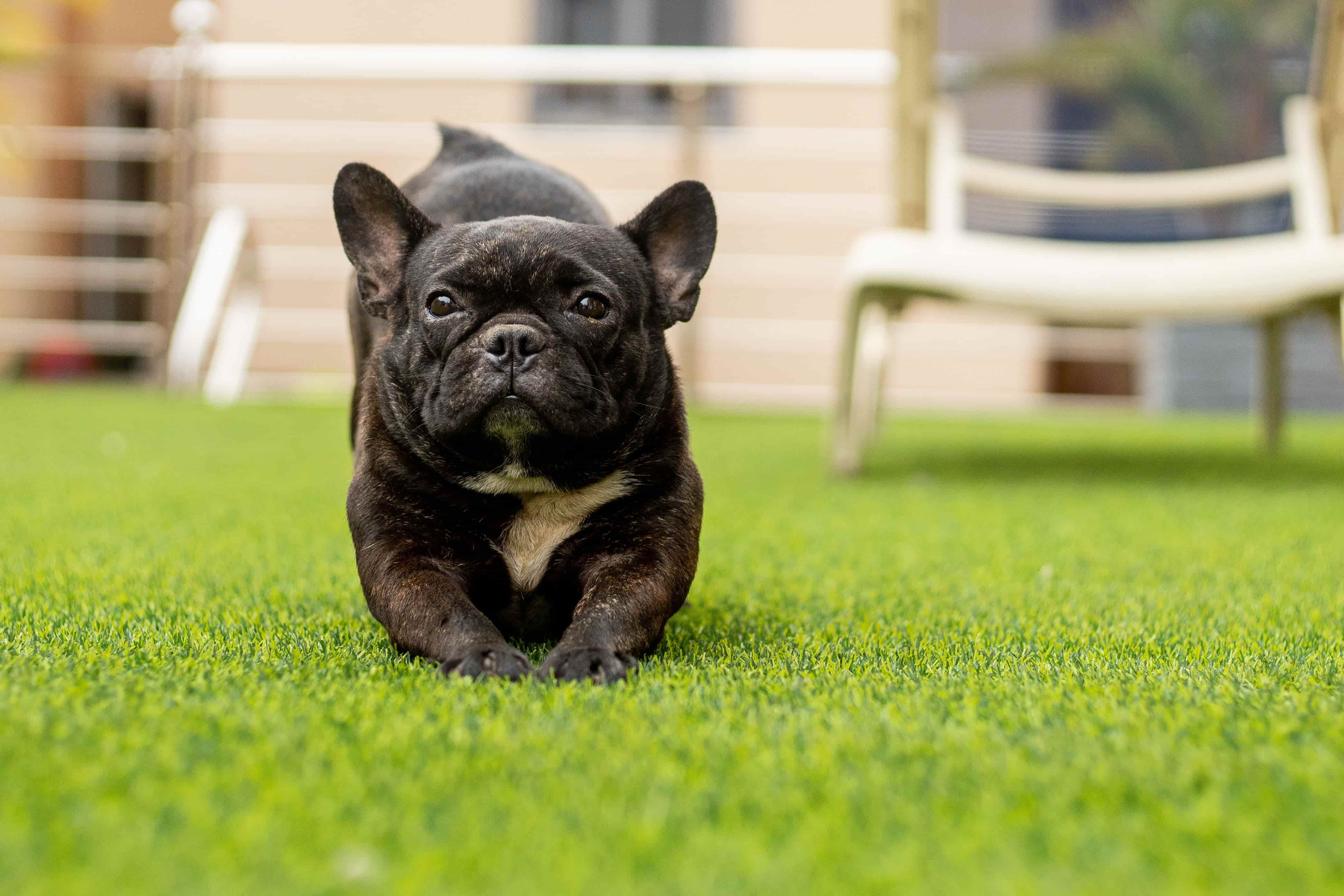 Artificial turf for dogs installation in Boca Raton
